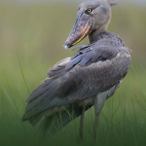 Uganda birding photos Bird tour - ratib tours and travel