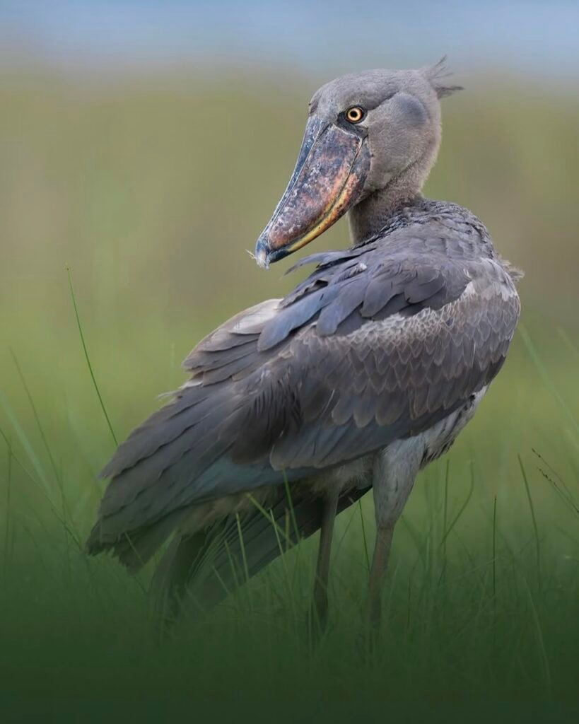 Uganda birding photos Bird tour - ratib tours and travel