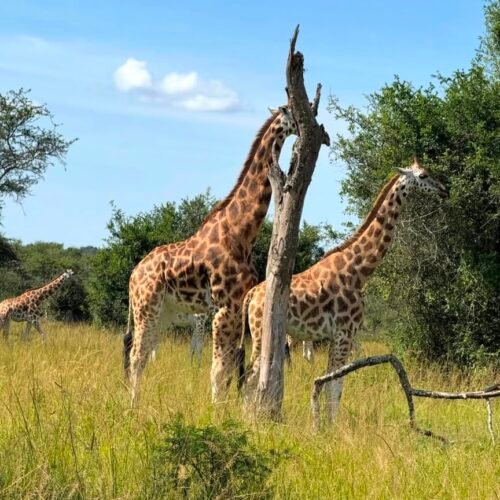 Lake Mburo photos - Giraffe sighting