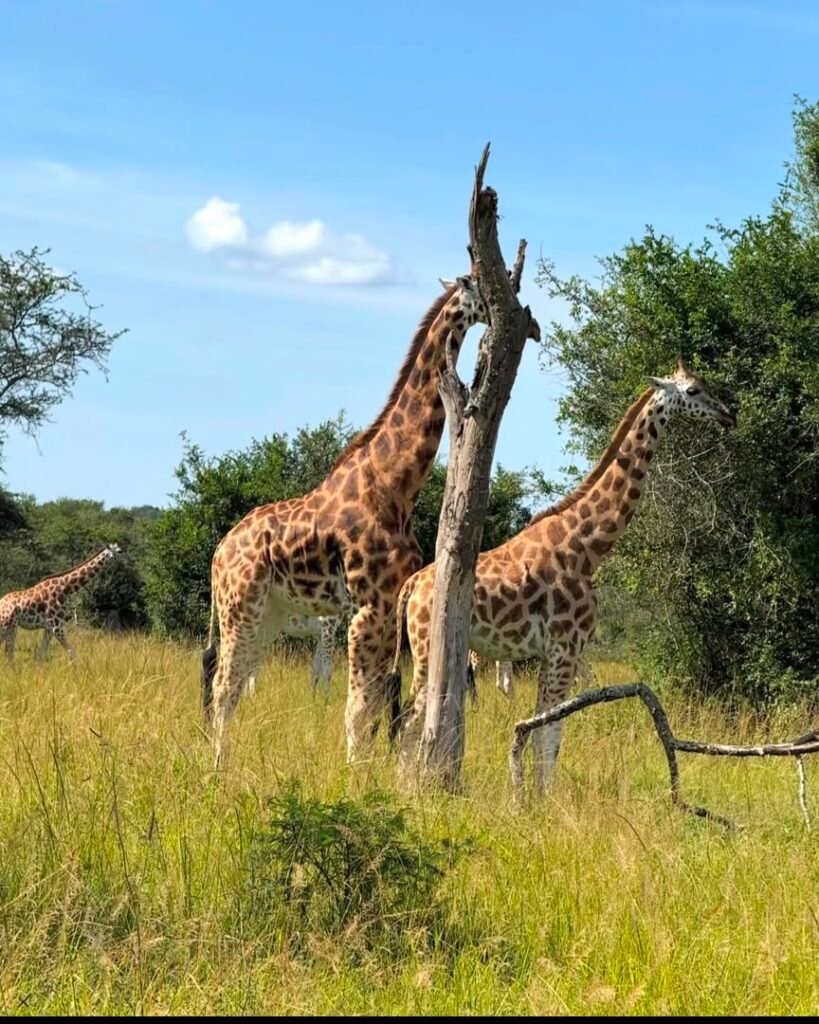 Lake Mburo photos - Giraffe sighting