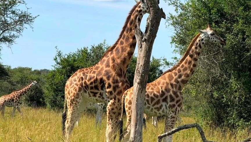 Lake Mburo photos - Giraffe sighting