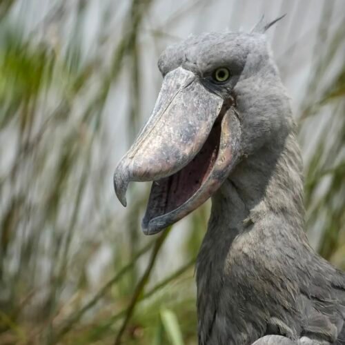 Uganda birding photos Bird