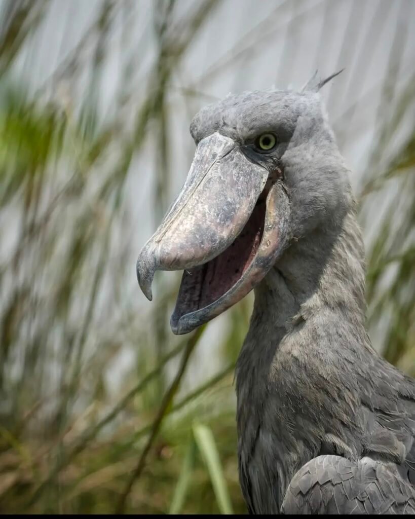 Uganda birding photos Bird
