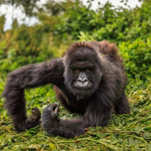Gorilla Trekking Tour - Ratib Tours and Travel, Uganda