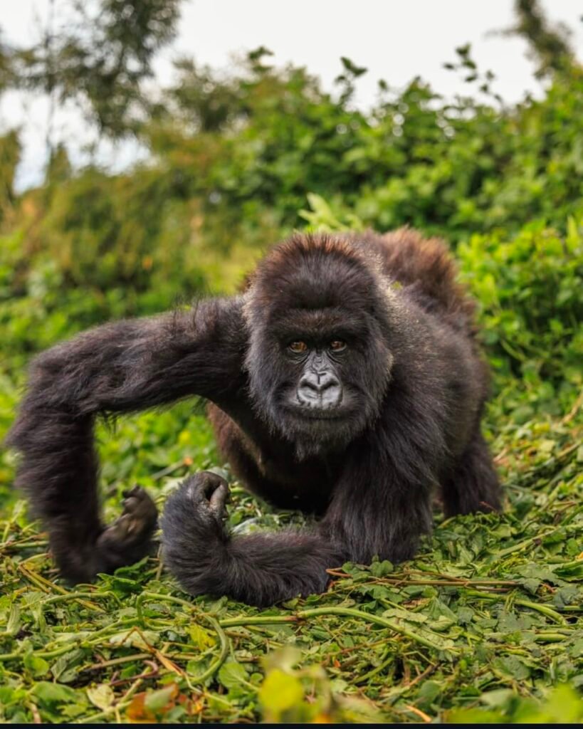 Gorilla Trekking Tour - Ratib Tours and Travel, Uganda