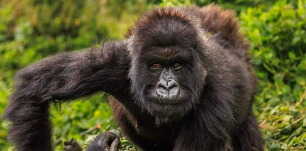 Gorilla Trekking Tour - Ratib Tours and Travel, Uganda